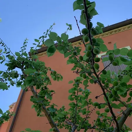 Falciraga